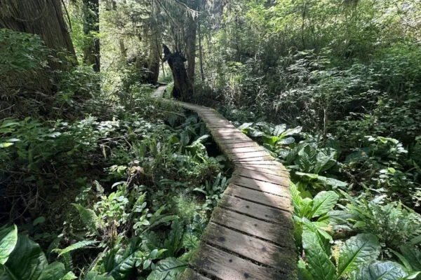 Rainforest Trail