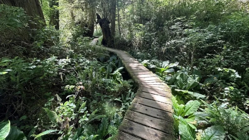 Rainforest Trail