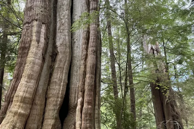 Ancient Cedars Loop Trail