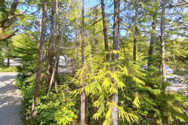 Wild Pacific Trail – Lighthouse Loop