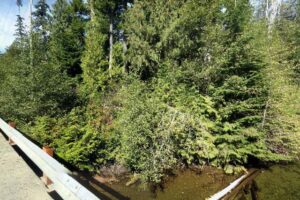 Thornton Creek Hatchery