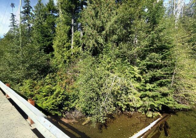 Thornton Creek Hatchery